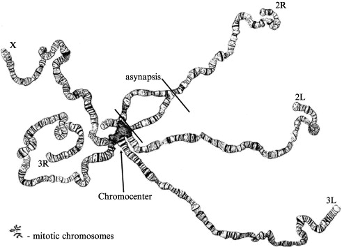 salivary gland chromosome